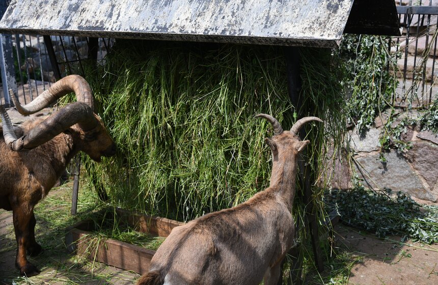 Московский зоопарк открылся для посетителей 16 фото