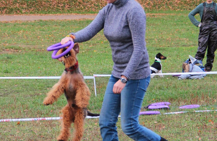 В Москве прошел осенний Чемпионат до Дог-Пуллер 16 фото