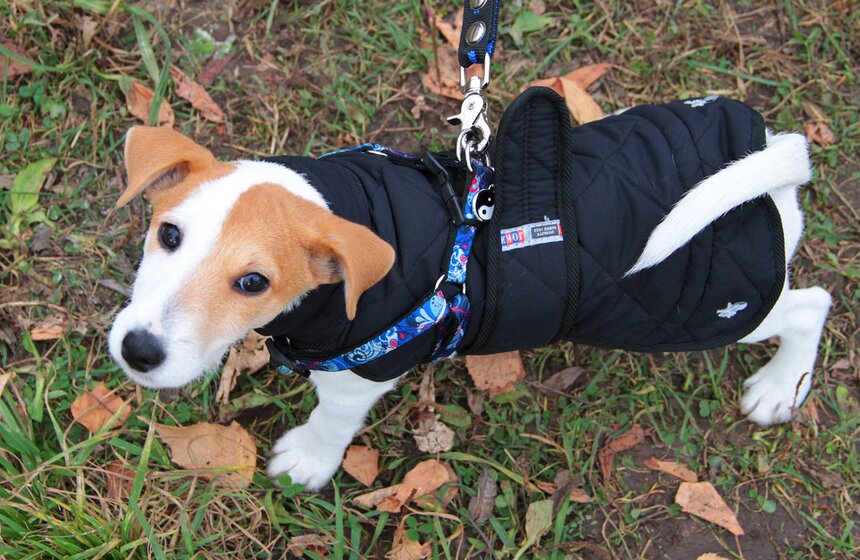 В Москве прошел осенний Чемпионат до Дог-Пуллер 15 фото