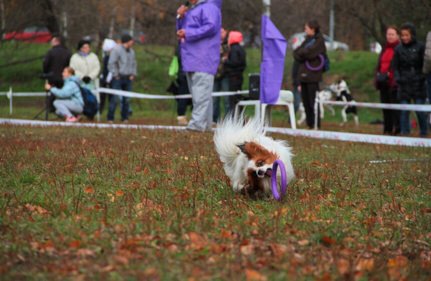 В Москве прошел осенний Чемпионат до Дог-Пуллер 20 фото