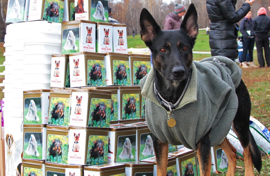 В Москве прошел осенний Чемпионат до Дог-Пуллер 19 фото