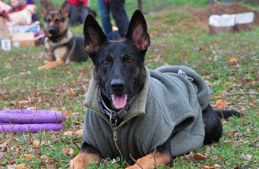 В Москве прошел осенний Чемпионат до Дог-Пуллер 4 фото
