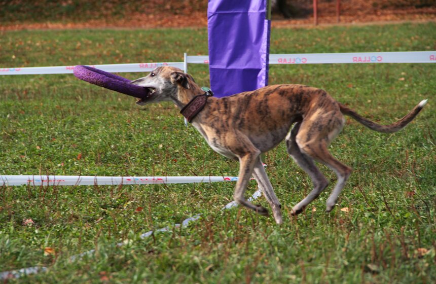 В Москве прошел осенний Чемпионат до Дог-Пуллер 3 фото