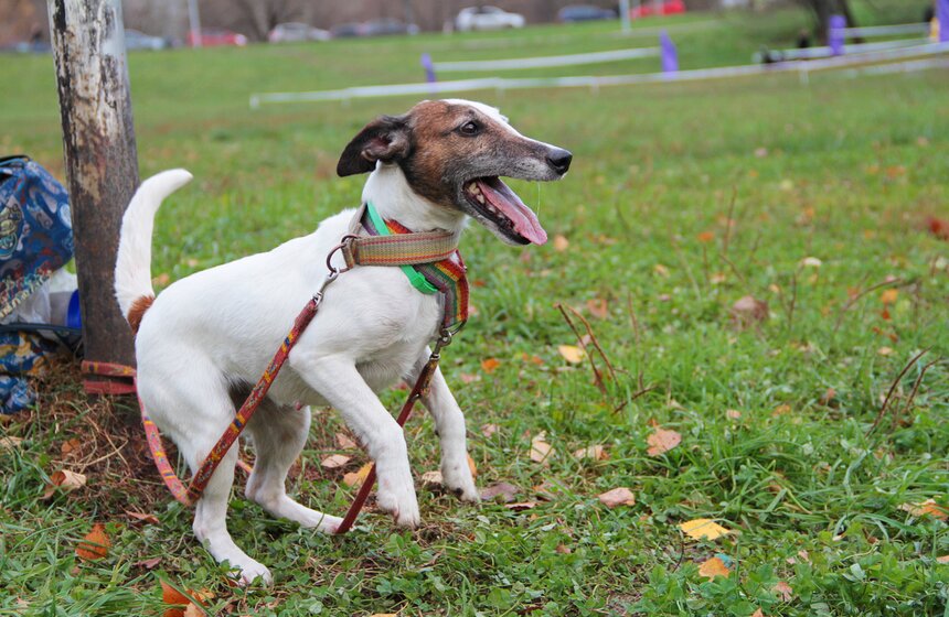 В Москве прошел осенний Чемпионат до Дог-Пуллер 2 фото