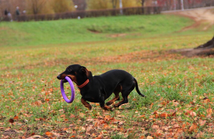 В Москве прошел осенний Чемпионат до Дог-Пуллер 13 фото