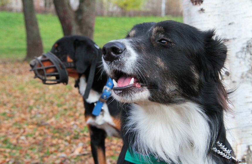 В Москве прошел осенний Чемпионат до Дог-Пуллер 6 фото