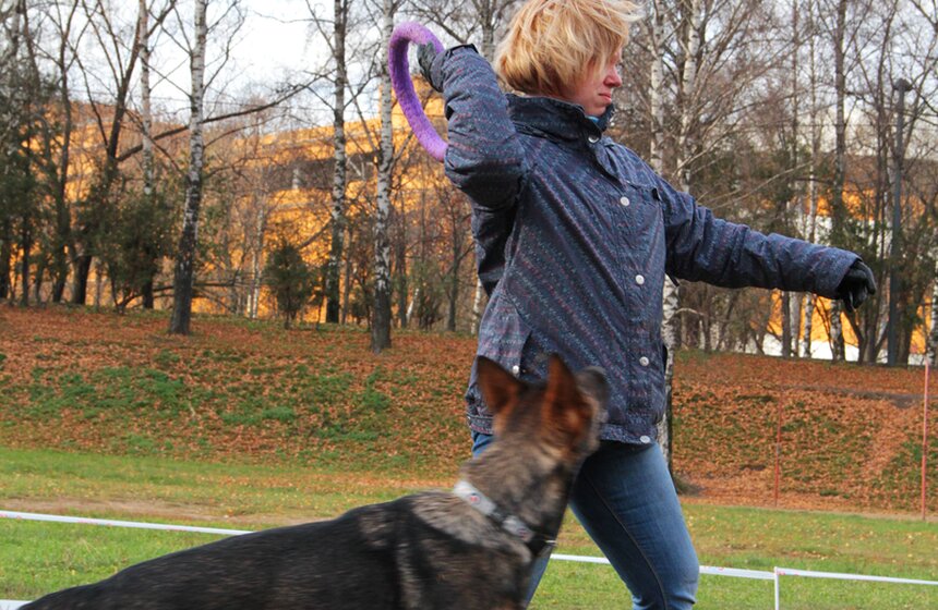 В Москве прошел осенний Чемпионат до Дог-Пуллер 8 фото