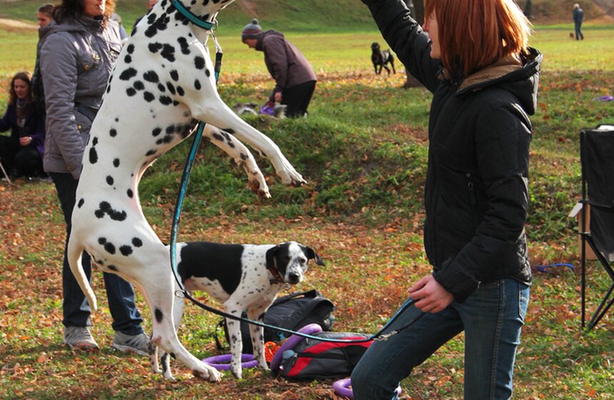 В Москве прошел осенний Чемпионат до Дог-Пуллер 11 фото