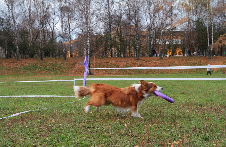 В Москве прошел осенний Чемпионат до Дог-Пуллер 10 фото