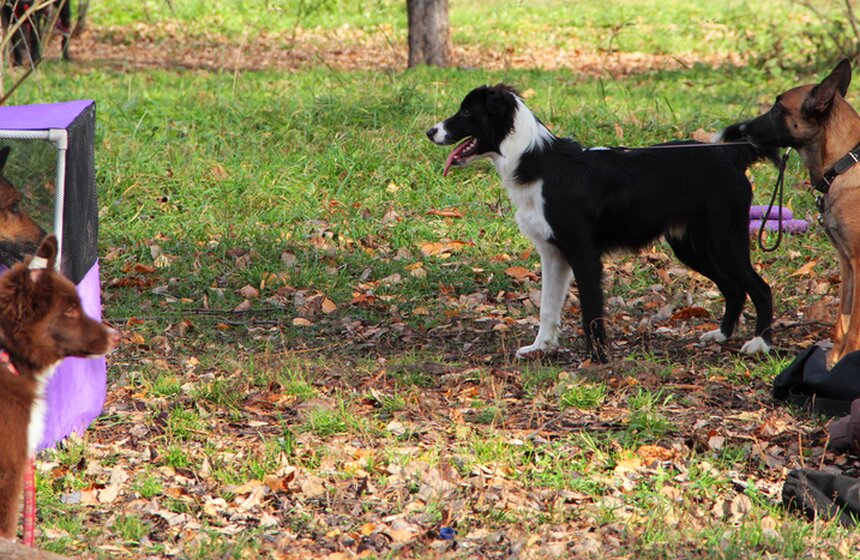 В Москве прошел осенний Чемпионат до Дог-Пуллер 9 фото