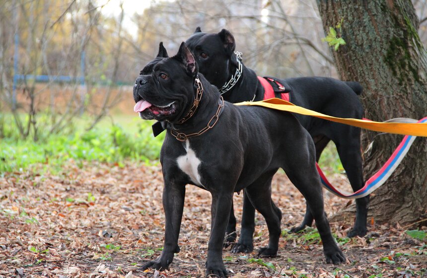 В Москве прошел осенний Чемпионат до Дог-Пуллер 12 фото
