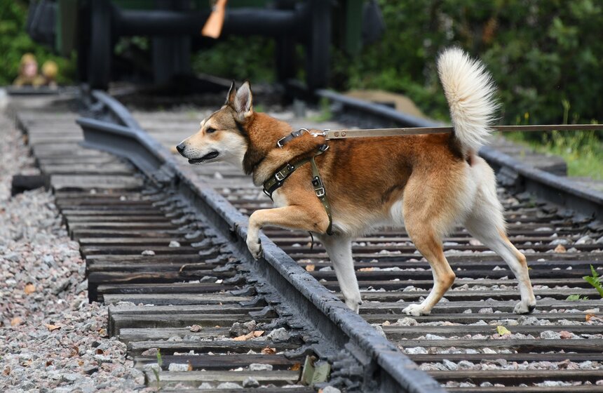 День фронтовой собаки прошел в Музее Победы 14 фото