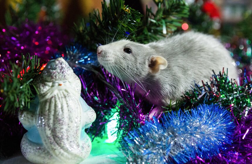 Предстоящий 2020 год пройдет под знаком Металлической Крысы, поэтому новогоднюю ночь следует встречать в нарядах металлических оттенков, а на столе должно быть много еды. С наступающим!