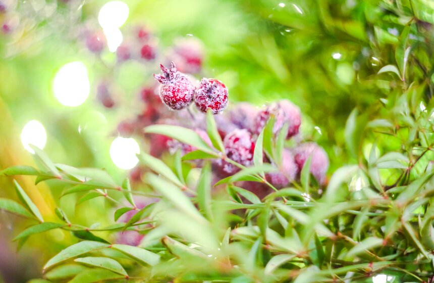 Новогоднее настроение на улицах столицы 11 фото