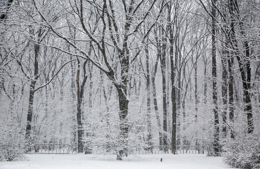 Снежный резерв. В Москве прошел первый в сезоне снегопад 8 фото