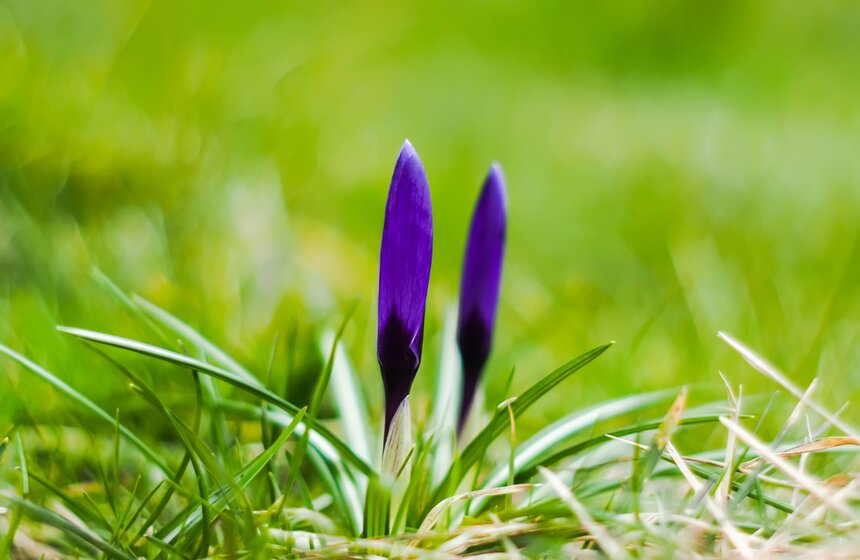 В Москве наблюдается раннее цветение растений 10 фото