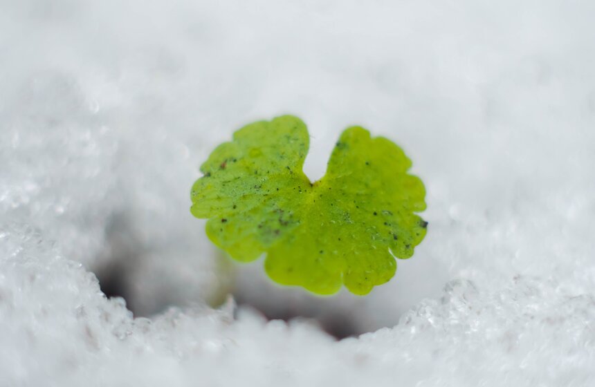 В Москве наблюдается раннее цветение растений 16 фото