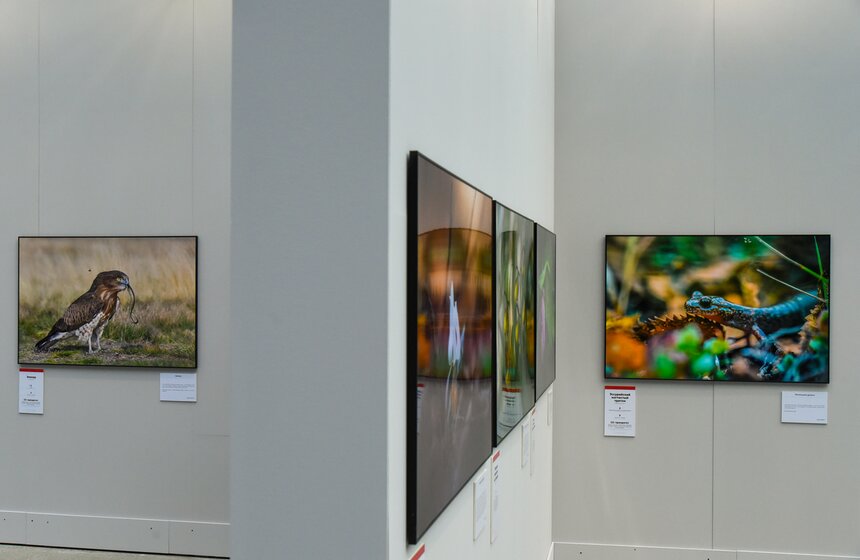 В Москве открылся фестиваль природы "Первозданная Россия" 19 фото