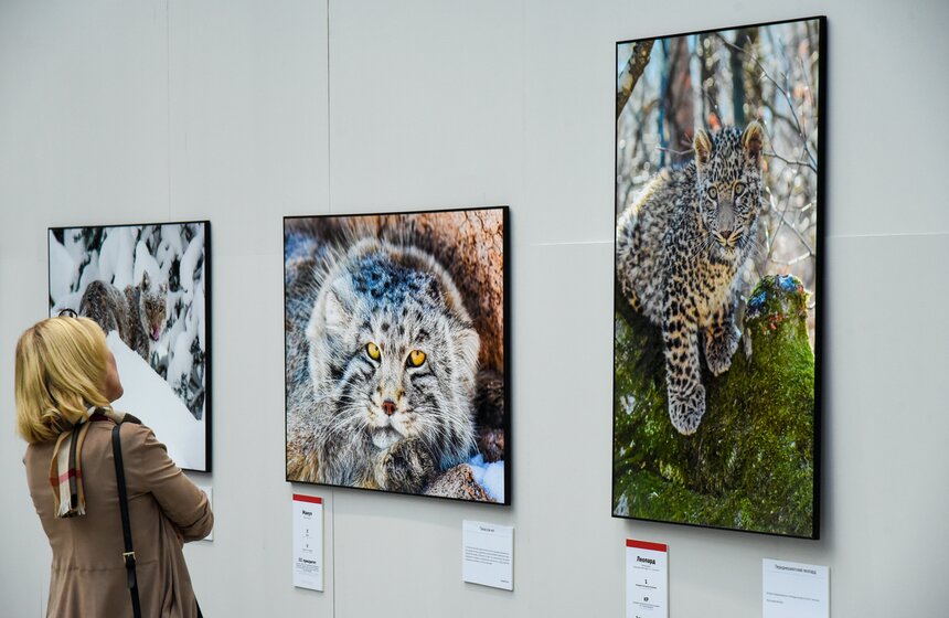 В этом году экспозиция представляет собой коллекцию уникальных снимков наиболее редких и требующих внимания видов животных и растений России