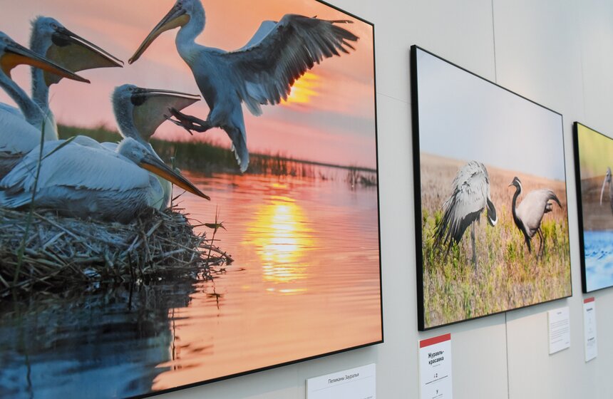 В Москве открылся фестиваль природы "Первозданная Россия" 13 фото