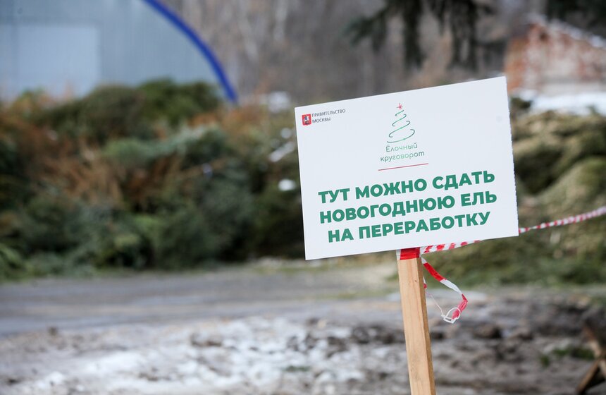 С 5 января москвичи сдали в пункты утилизации уже более девяти тысяч новогодних елей. В рамках акции "Елочный круговорот" деревья после приемки отправляют на переработку, чтобы превратить их в щепу. В дальнейшем ее используют в сельском хозяйстве, при благоустройстве улиц и обустройстве экологических троп.