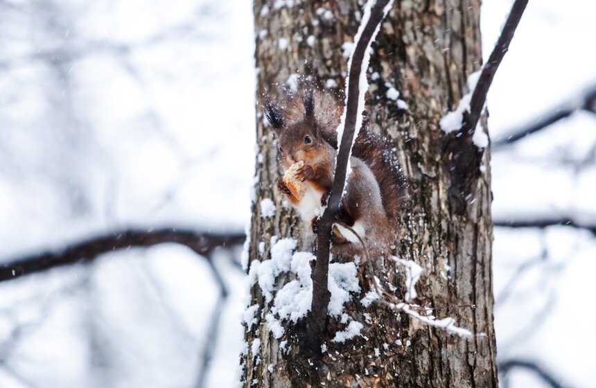 11 января погода порадовала москвичей первым с начала года настоящим снегопадом. Правда, к семи вечера он прекратился, а атлантический циклон, принесший в город снег, ушел дальше на юг. Снежный покров в городе впервые за всю зиму зафиксировали на уровне семи сантиметров (однако из-за нового потепления снег вскоре растаял).