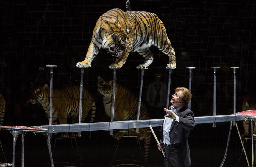 В Москве стартовал фестиваль циркового искусства "ИДОЛ" 10 фото