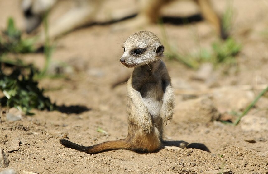 Недавно в московском зоопарке родился детеныш суриката. Его вес составляет всего лишь 30 граммов, однако малыш уже принимает активное участие в жизни семьи, общается с сородичами и неутомимо снует по вольеру и роется в песке. Группа сурикатов в зоопарке насчитывает 17 особей. Ее возглавляет восьмилетняя самка, которой подчиняются все члены группы.