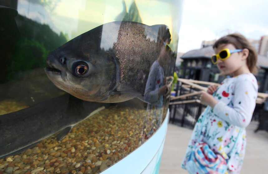 Многие не только приобретали продукцию, но и пробовали деликатесы. Помимо дегустаций, на столичных площадках проходили мастер-классы по разделке свежей и замороженной рыбы и приготовлению необычных блюд.