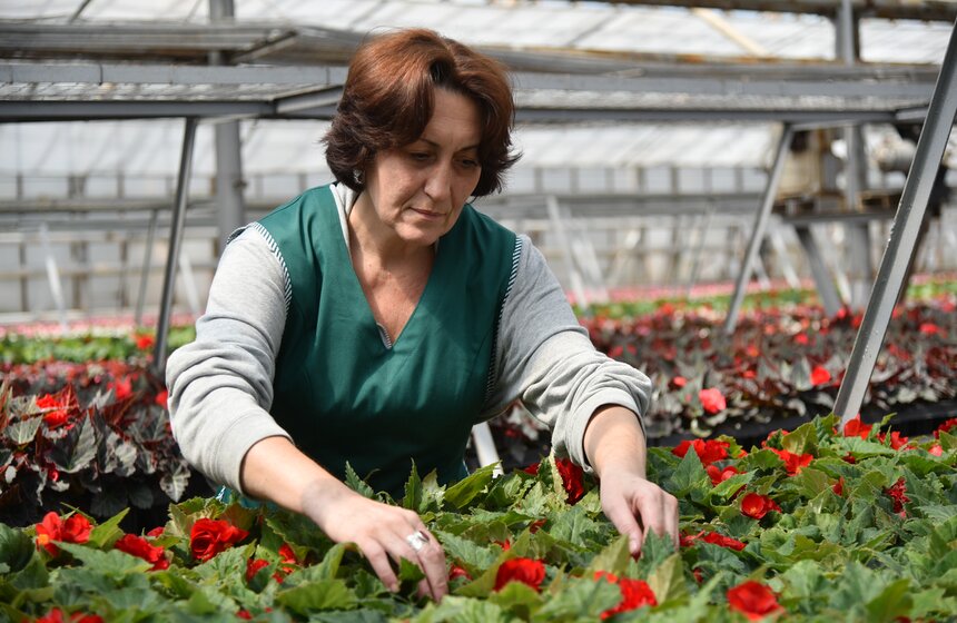 При выборе растений нужно учитывать длительность светового дня в конкретном городе, среднюю температуру окружающей среды и влажность