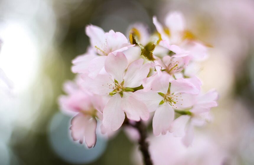 В Японии вишневый цвет сакуры символизирует облака и обозначает эфемерность жизни.