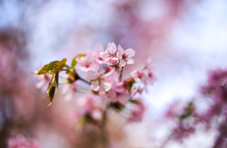 Когда бог Ниниг, внук богини Солнца, спустился с высоких Небес на острова Японии, бог гор предложил ему взять в жены одну из своих дочерей.