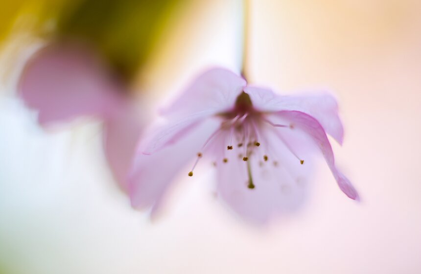 Ниниг выбрал "Цветущую", отправив "Высокую Скалу" обратно богу гор, посчитав ее недостаточно красивой.