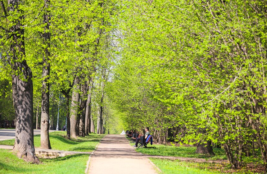 Днем солнце уже греет совсем по-летнему, и потому особенно приятно бывает посидеть с книжкой под сенью молодой листвы.