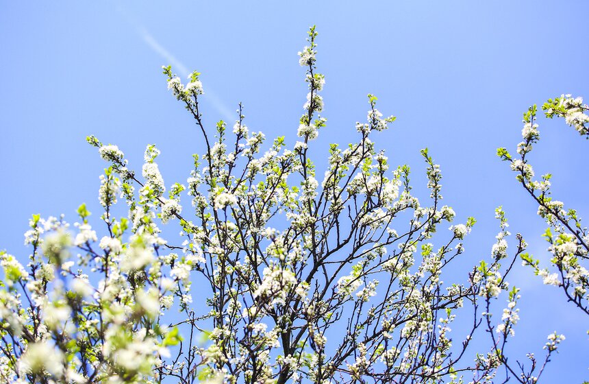 На фоне неба белизной выделяются след самолета и цветы плодовых деревьев. А уже скоро на них созреют яблоки и вишни.