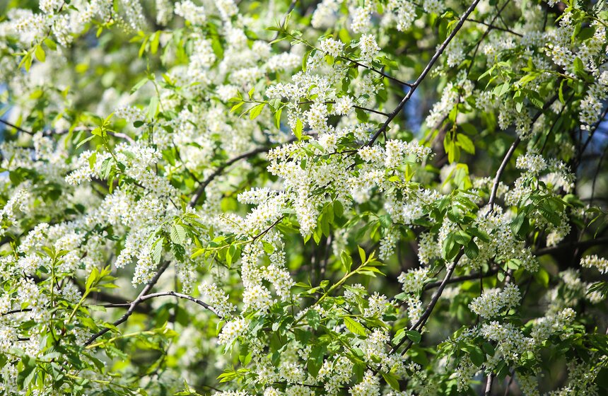 Наконец-то пышно распустилась черемуха, радуя прогуливающихся по улицам своим ароматом.