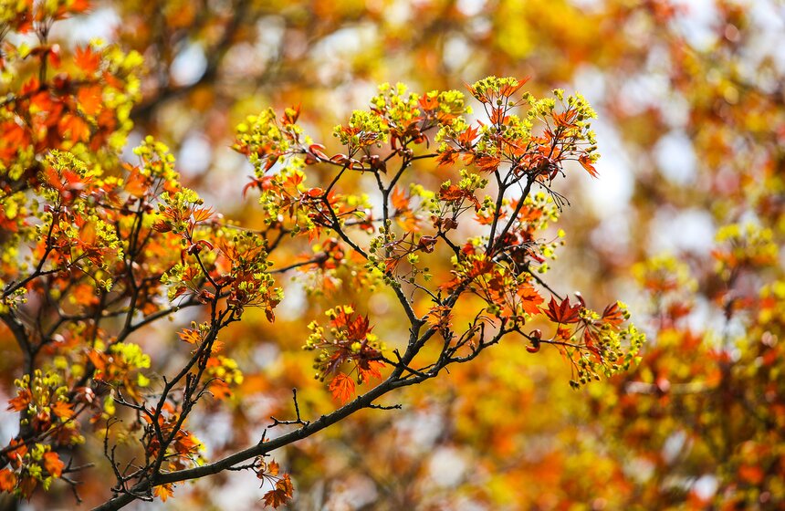 Майская Москва полна самыми разными красками весны. И потому так приятно гулять по ее улицам в ясный солнечный день!