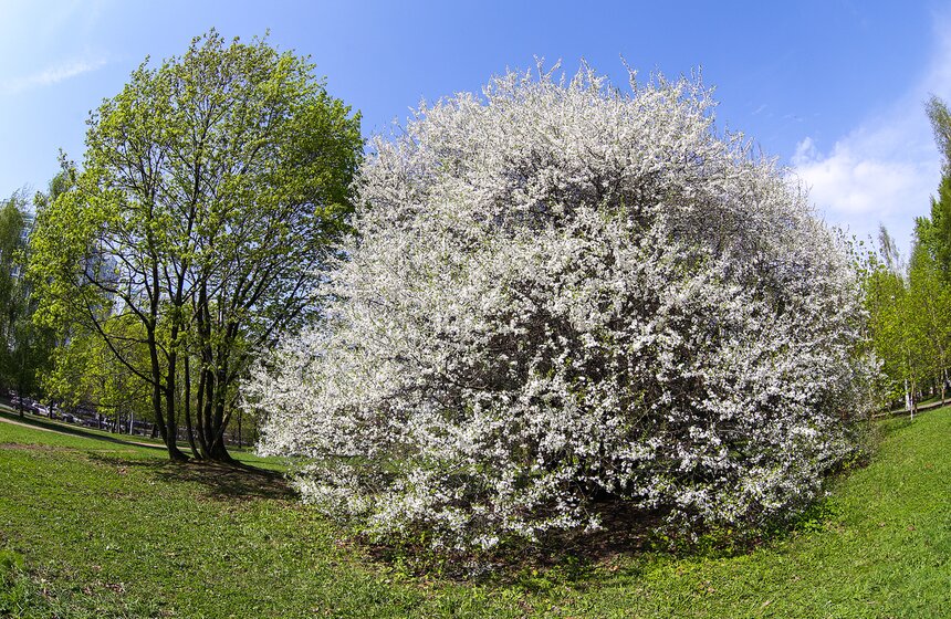 Среди зелени парков выделяются белыми пушистыми шарами цветущие кустарники. Издалека они похожи на огромные одуванчики...