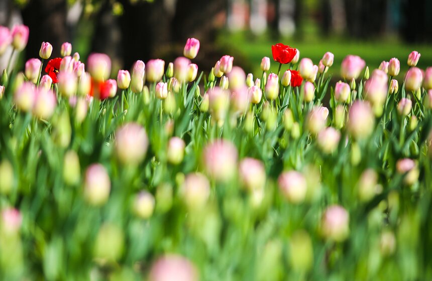 А на клумбах уже распустились тюльпаны, кажется, всех возможных расцветок!