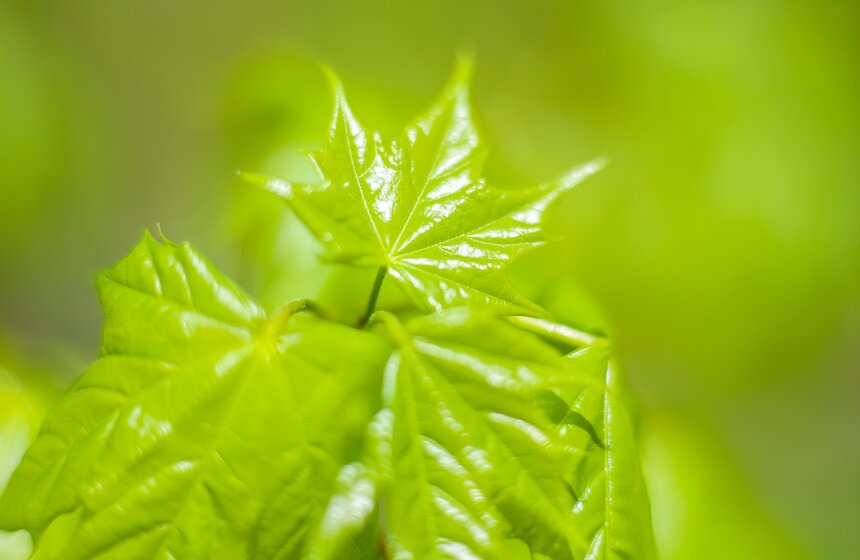 Вместе с цветами, распускается на деревьях сочная зелень листьев. Пока эти кленовые ладошки еще малы, но уже скоро достигнут достаточного размера, чтобы защищать москвичей от жаркого солнца или легкого дождя.