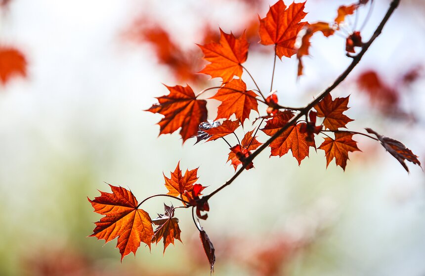 А этот клен, не в пример древесным сородичам, – красный. Другие деревья приобретут такой оттенок лишь осенью, а он уже сейчас разбавляет свежие весенние краски.