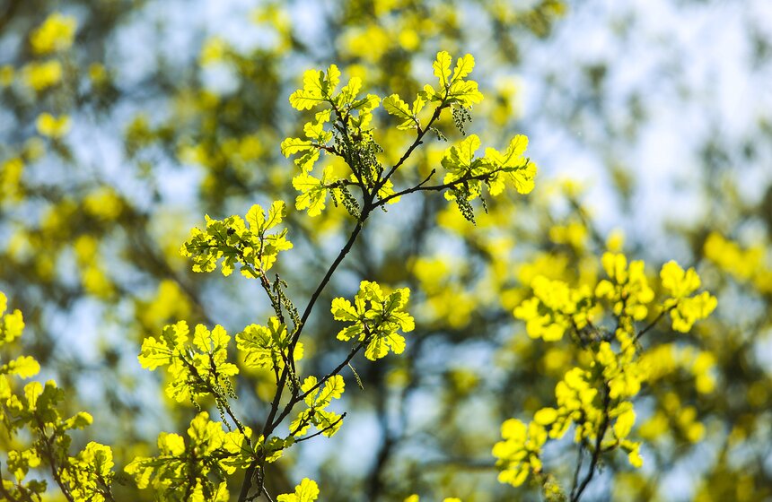 Листва на дубах тоже молодая и еще совсем прозрачная. Из-за чего в солнечную погоду кажется, что листья излучают свет.