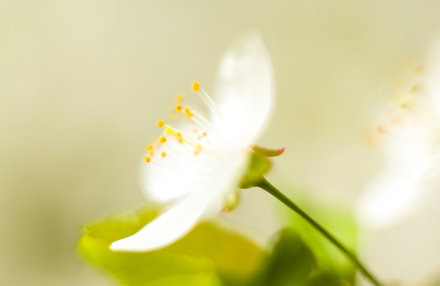 Подобно маленьким локаторам, они раскрываются навстречу небу, солнцу и теплу.