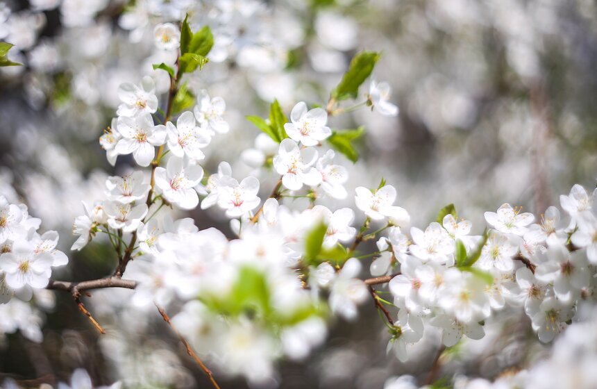 ... ведь все ветви щедро усыпаны мелкими белыми цветами.