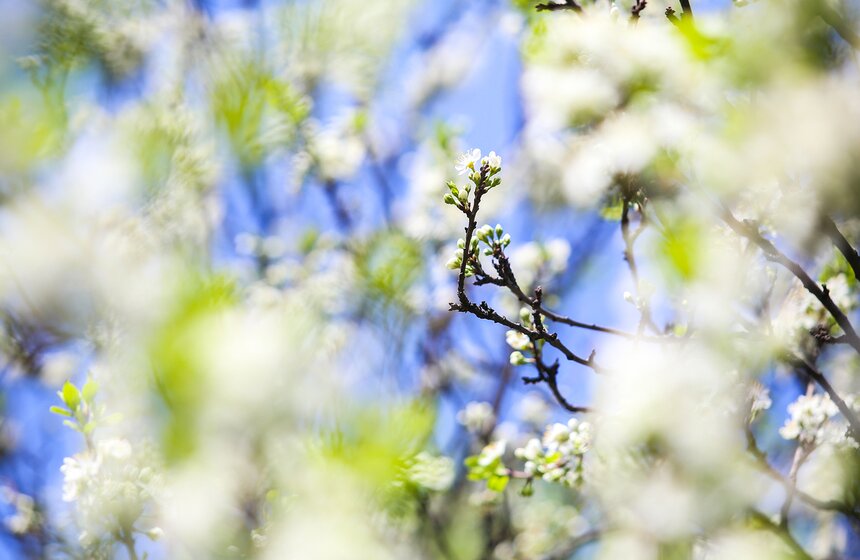 В тишине межпиковых часов можно услышать, как жужжат шмели, приземляясь на лепестки. Работягам предстоит еще множество вылетов!