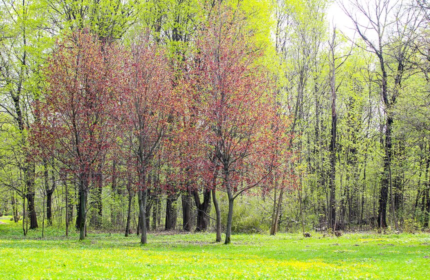 А в природных парках Москвы можно встретить все мыслимые цвета приближающегося лета.
