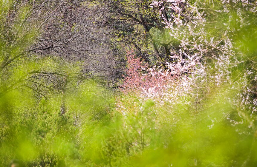 Но главная изюминка весеннего сада – это цветущая сакура.