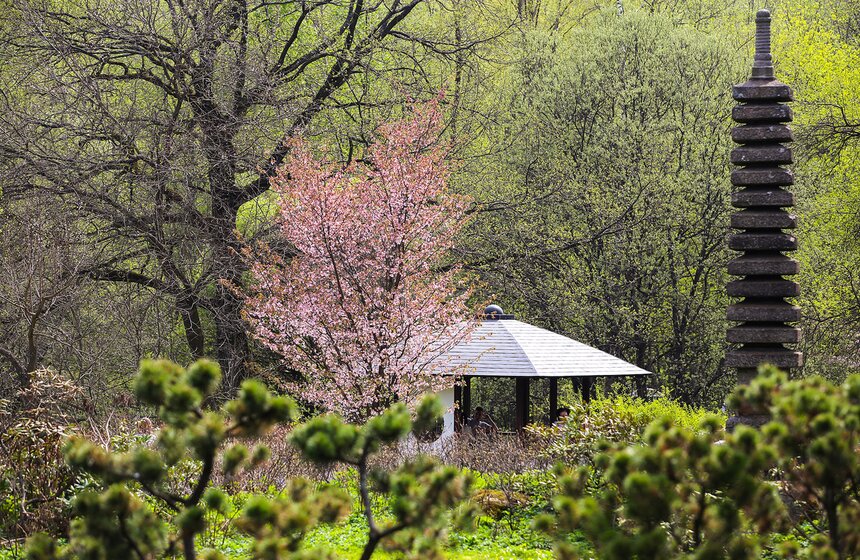 Позже эта традиция ушла в самурайское сословие, а к периоду Эдо Ханами уже была обычным делом для всех людей независимо от их статуса.
