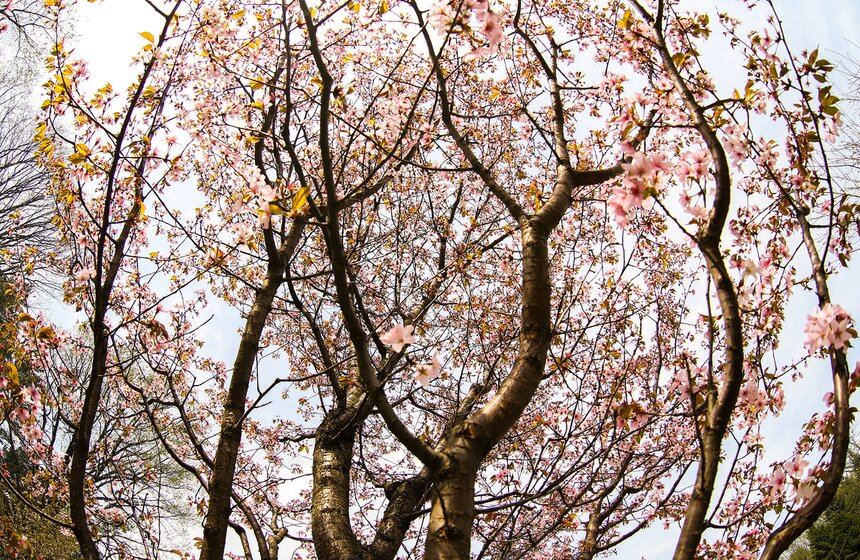 В японской культуре есть прекрасная легенда...