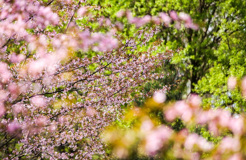 Любование цветущей сакурой вошло в список официальных праздников и обрядов.